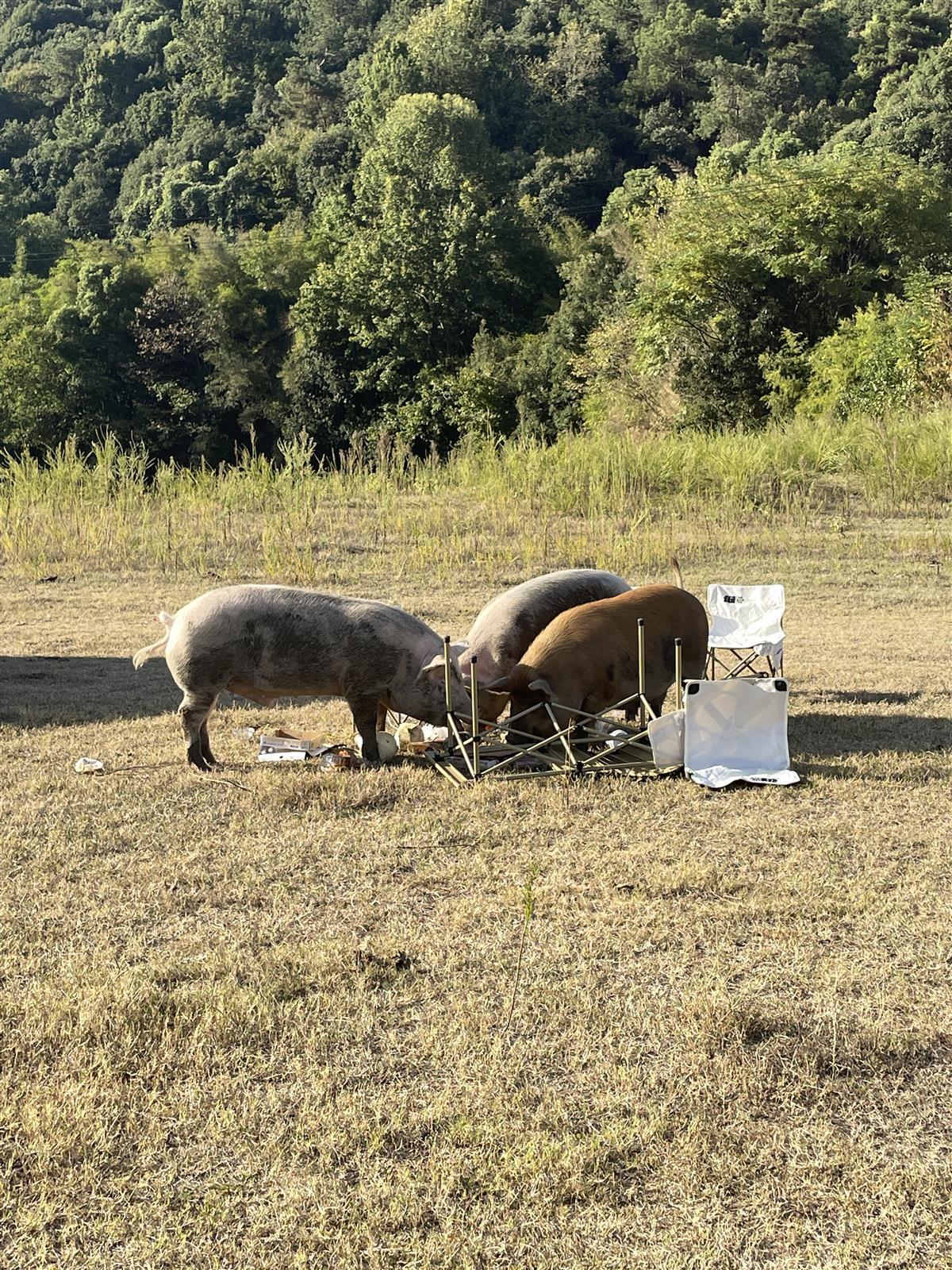 三人野餐食物被猪吃光（受访者提供）.jpg