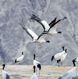西藏日喀则拉孜县的黑颈鹤国家级自然保护区内，黑颈鹤在此越冬。新华社发