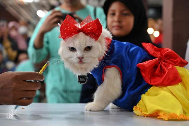 8月28日，一只猫在印度尼西亚班达亚齐参加宠物猫展。新华社/法新