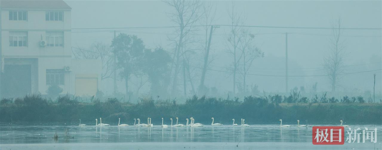 白天鹅在江陵县普济镇星星村一片湿地越冬。 （极目新闻通讯员 樊孝银 摄）.jpg