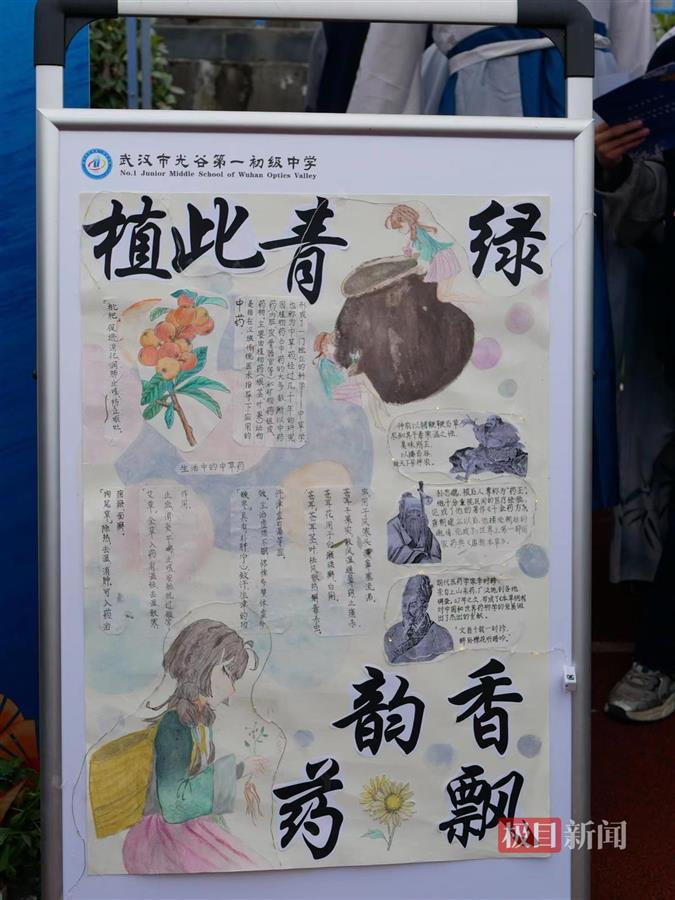 学生们手绘了精美的介绍中草药的海报