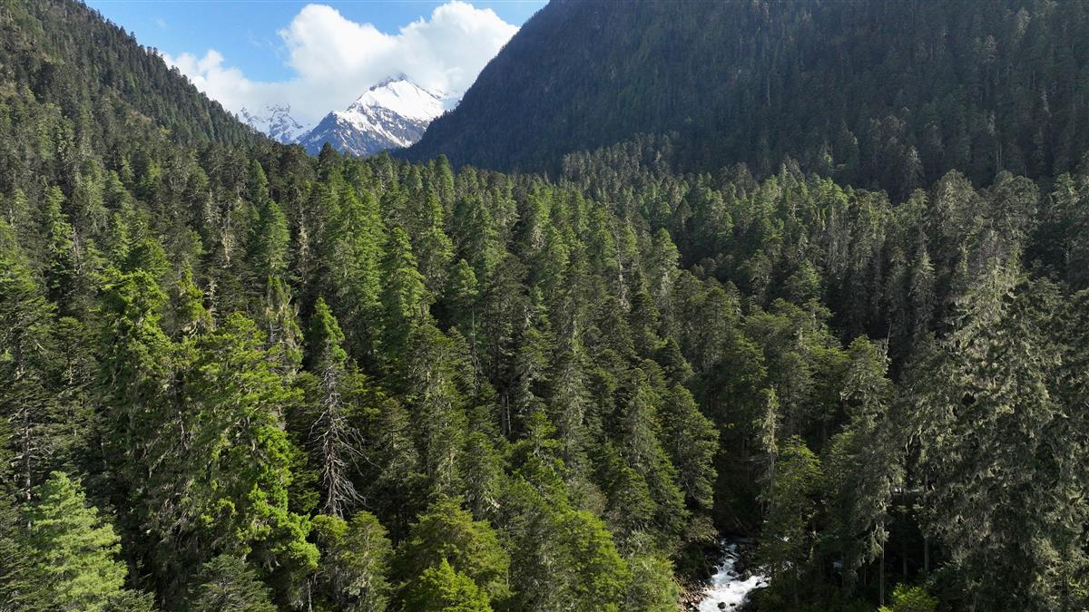 藏东南的林芝云杉林是世界单位面积蓄积量最大的暗针叶林群落之一.JPG