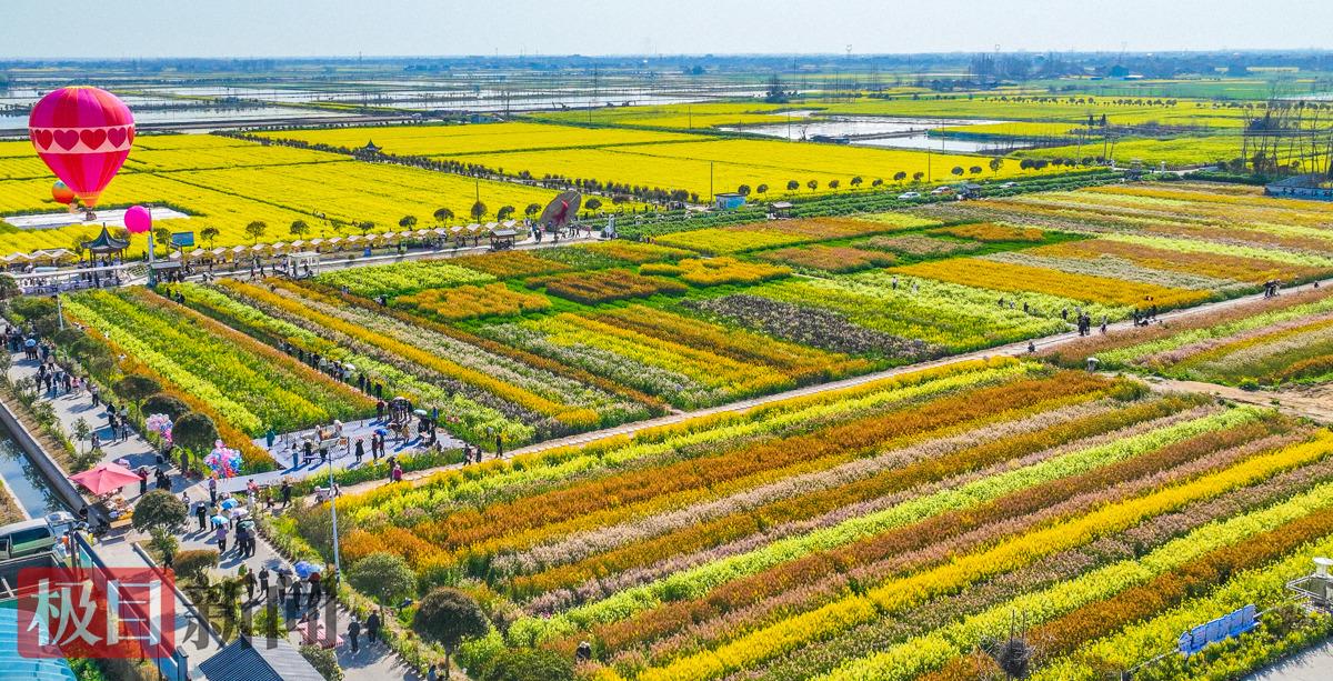 3月13日，监利市程集镇金草帽现代农业基地的七彩油菜花海景观。    （极目新闻通讯员 吴淘淘 摄）.jpg