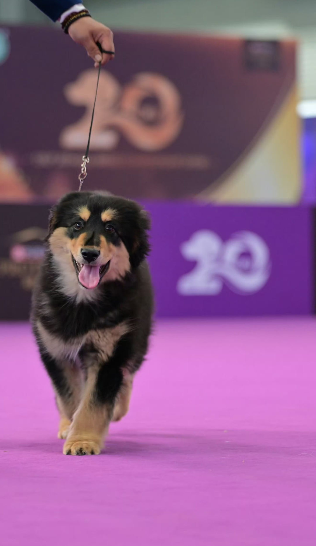 霍思燕的爱犬，“打破欧美垄断”