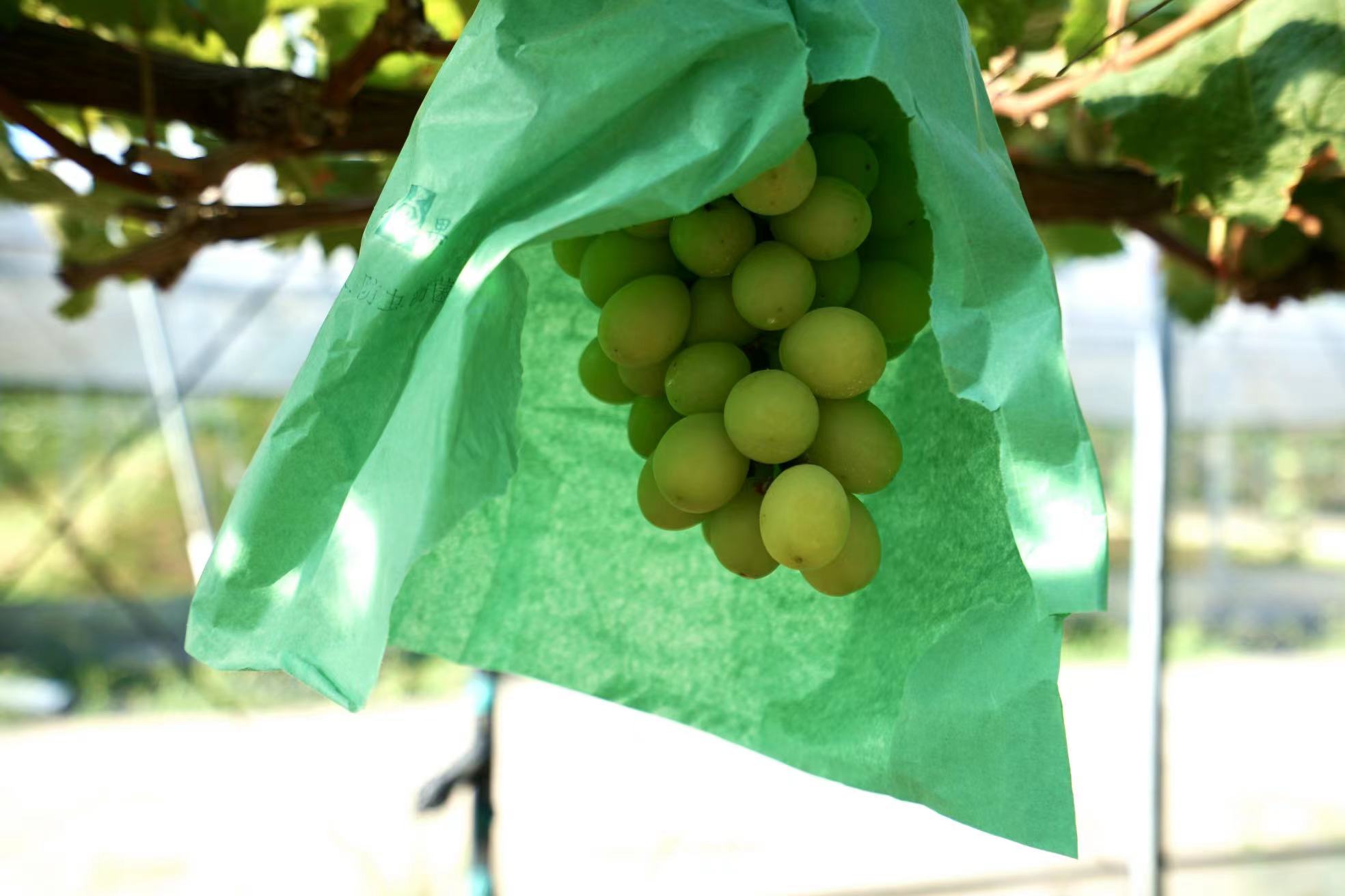 套袋后的葡萄