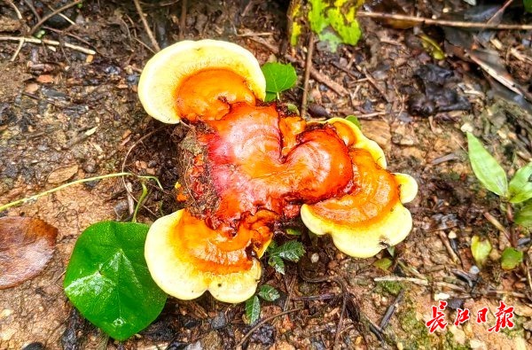 稀罕，武汉周边山地长出大量灵芝，勿随意入口