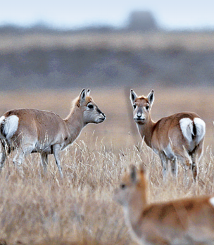几只普氏原羚在青海湖边的草场上活动。新华社发