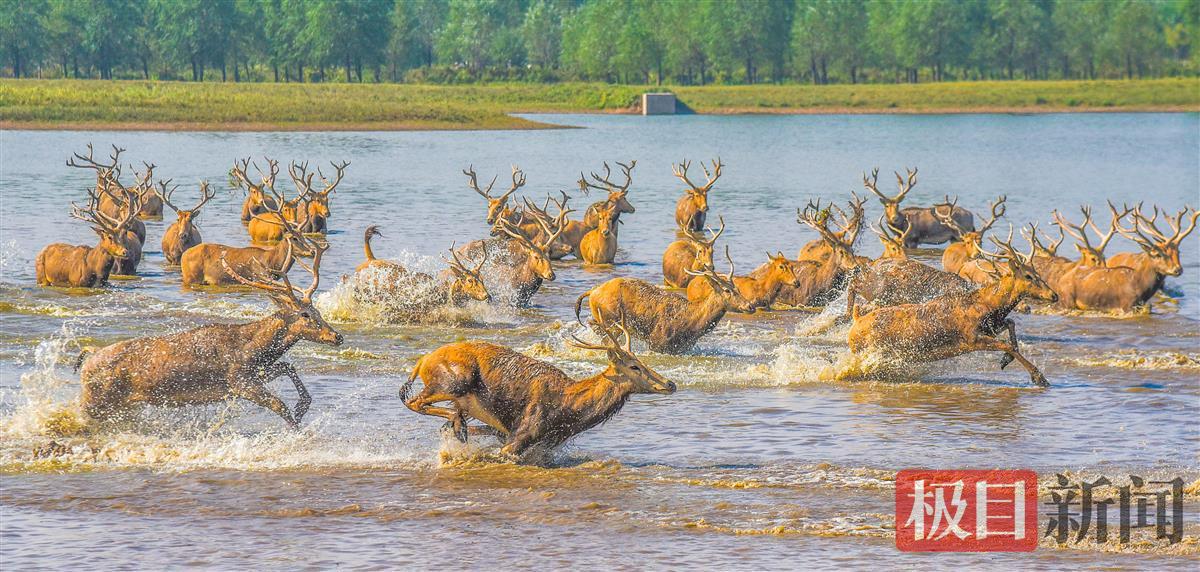 石首麋鹿国家级自然保护区，成群的麋鹿在湿地欢腾。（极目新闻记者 黄志刚 摄）.jpg