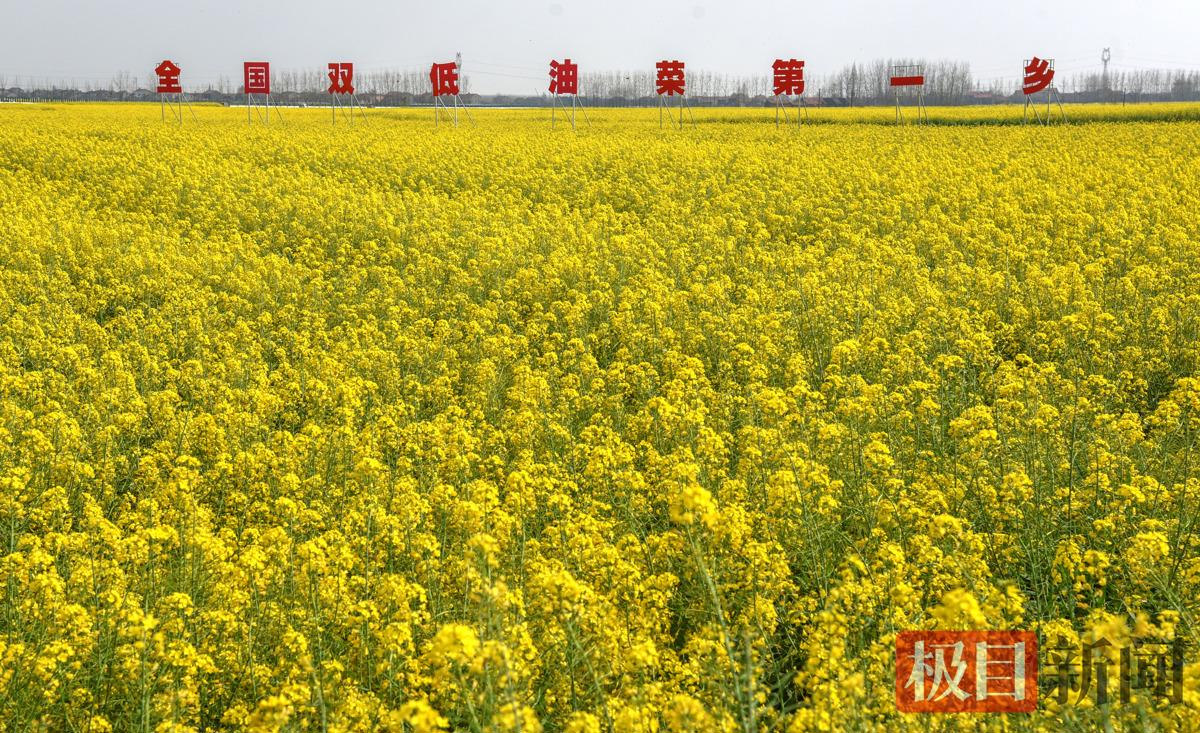 全国双低油菜第一乡——江陵县马家寨乡油菜花海。（极目新闻记者 黄志刚 摄）.jpg