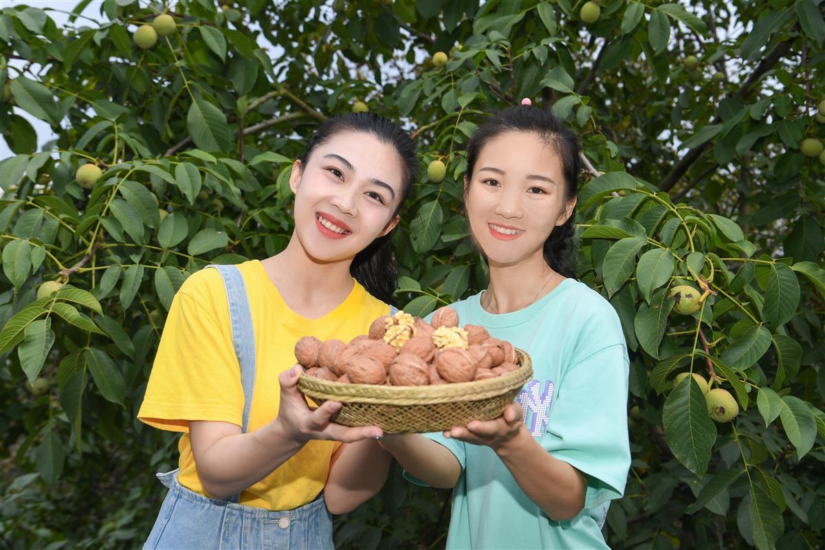 2023年8月25日，湖北省襄阳市保康县城关镇三溪沟村核桃种植基地，人们展示采摘的核桃。 (7).jpg