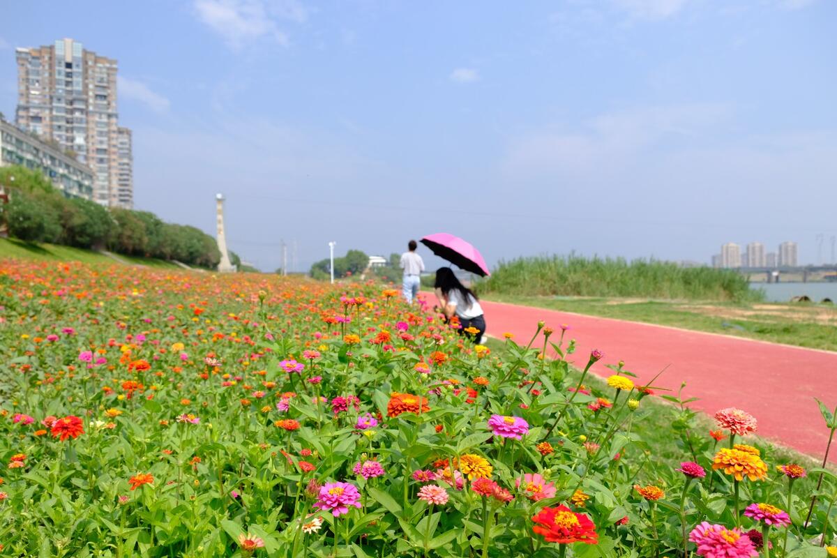 兰溪花团锦簇迎国庆