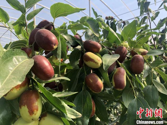 三交镇素有“中国红枣第一镇”之称。　裴芳 摄