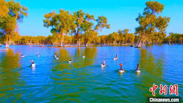金秋时节，秋意甚浓。连日来，新疆轮台县塔里木胡杨林景区迎来大批候鸟。　陈悠峥 摄