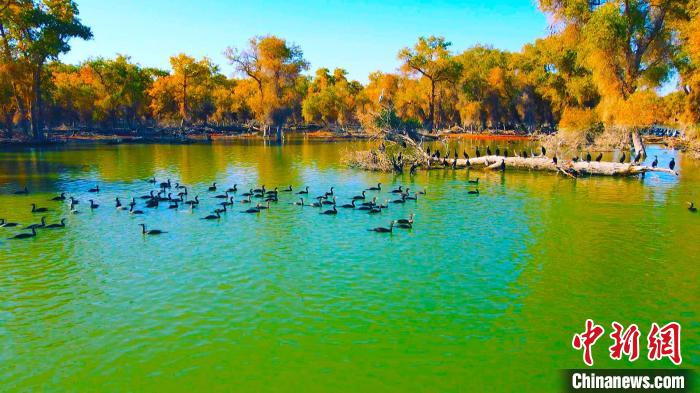 黄昏的千鸟湖面水波荡漾，一批野生白天鹅、鸬鹚在此降落栖息。　陈悠峥 摄