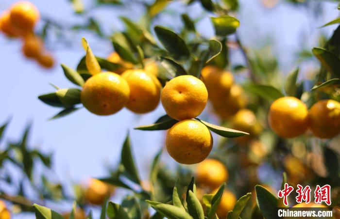 蜜桔挂满枝头。　汤晓逵 摄