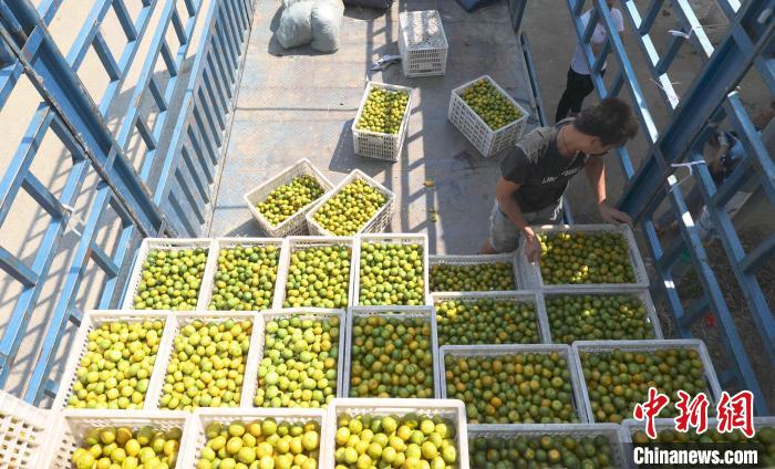 果棚内，工人将过秤的蜜桔搬运上车。　汤晓逵 摄