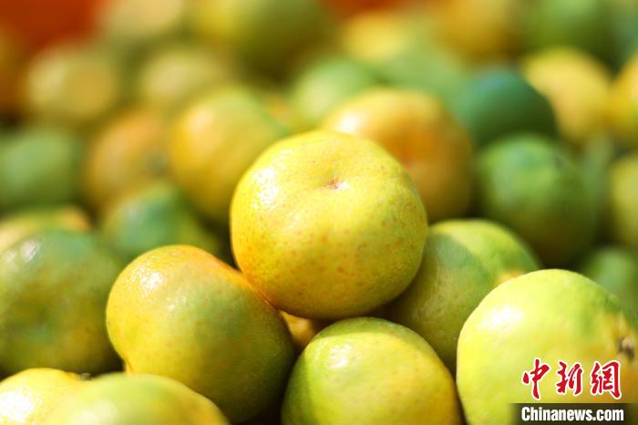 图为等待过秤的蜜桔。　汤晓逵 摄