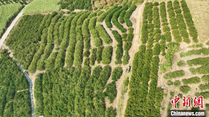 图为柳城华侨农场桔园。　汤晓逵 摄