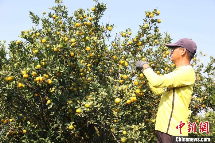 果农在采摘蜜桔。　汤晓逵 摄