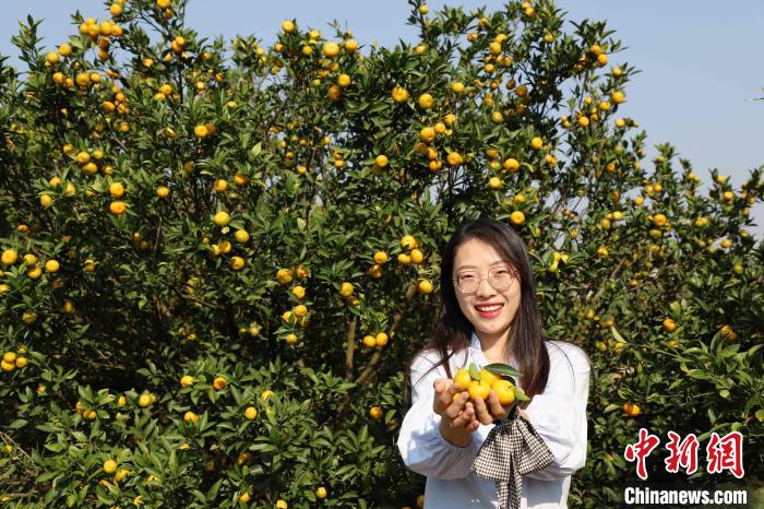 蜜桔迎来采收季。　陈爱凤 摄