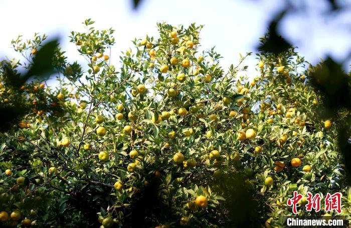 蜜桔迎来采收季。　汤晓逵 摄