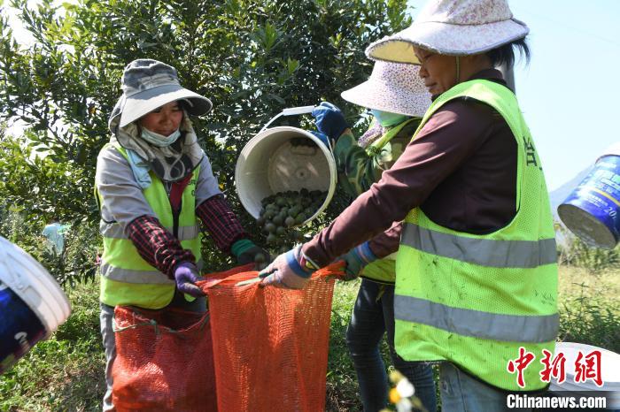 工人在采摘坚果。　蒋雪林 摄
