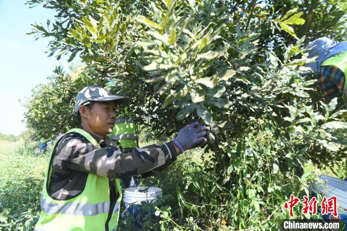 工人在采摘坚果。　蒋雪林 摄
