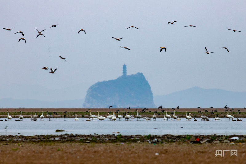 珍稀越冬候鸟飞抵鄱阳湖 | 极目新闻