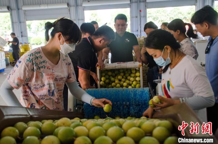 工人在分拣百香果。　翟李强 摄