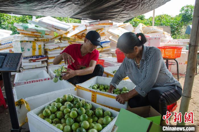 果农分拣百香果。　翟李强 摄