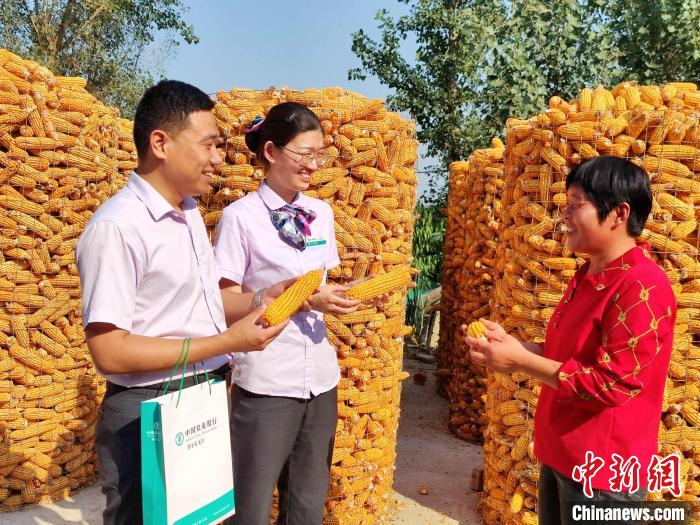 在山东邹平市魏桥镇堂子村，种粮大户马见双种植的玉米喜获丰收。　王小东 摄