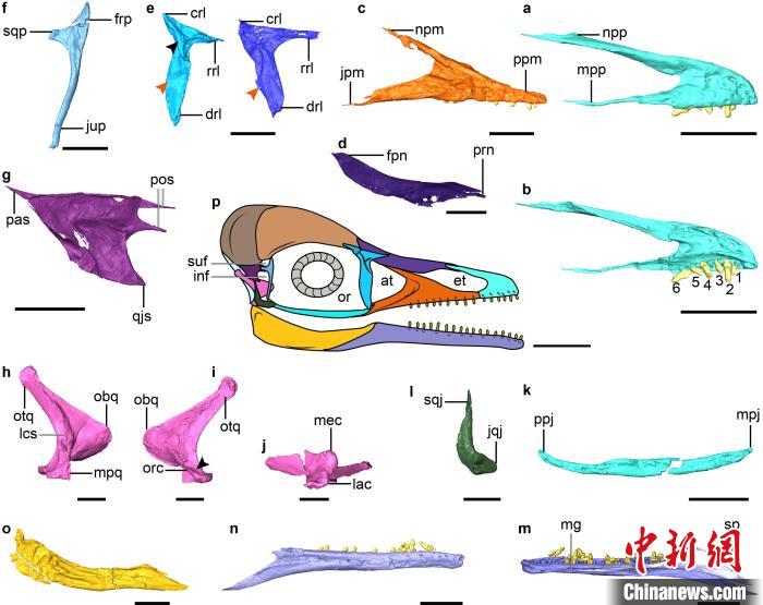 雅尾鹓鶵头骨面部骨骼的三维形态。　王敏 供图