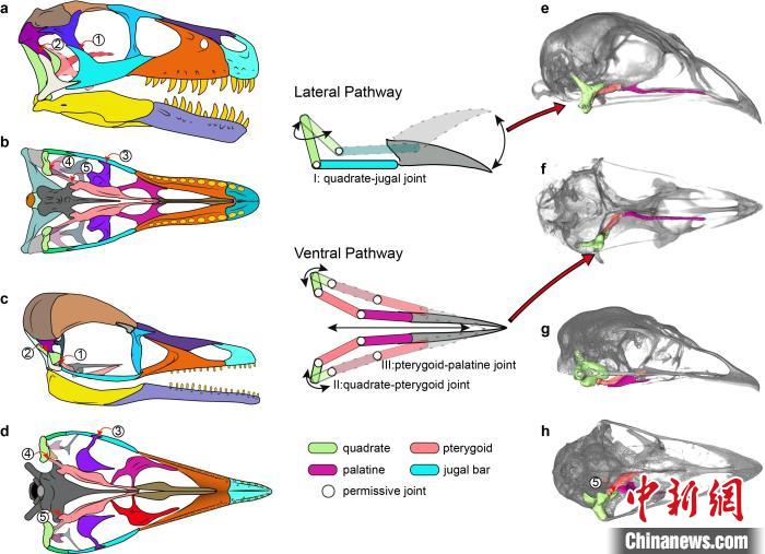 恐龙，中生代和现代鸟类头骨形态功能的比较。　王敏 供图