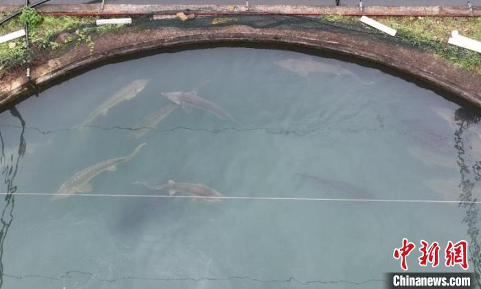 鲟鱼畅游在鱼池中。　王刚 摄