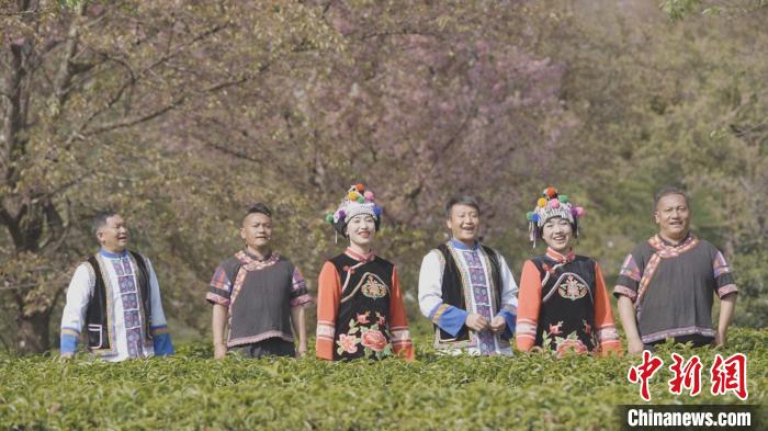 图为“蒙化人组合”在无量山樱花谷的茶地里演唱蒙化调。　袁鸿凯 摄