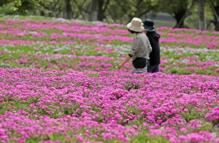 杭州：机场路绿廊春色绚丽_fororder_1681308613192_6436bbc549d31a000172bbd9