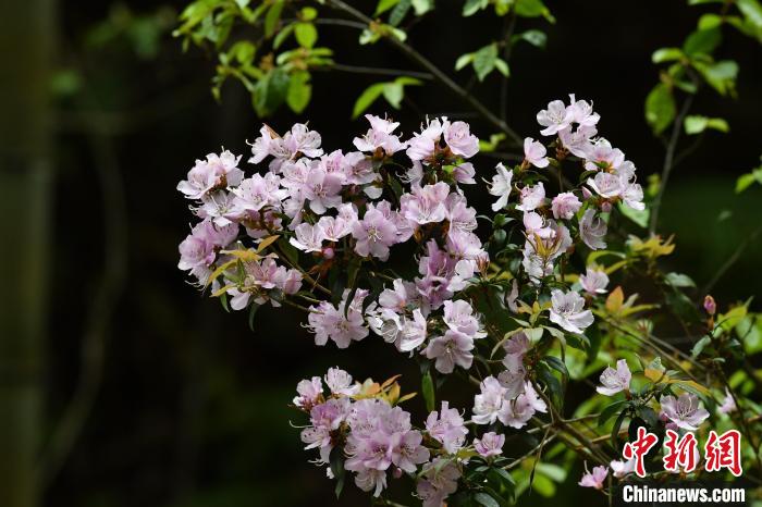 马银花，生于海拔1000米以下的灌丛中。花形精致小巧，花瓣圆满可爱，宛如古时首饰上精美的装饰。　陈鹏飞 摄