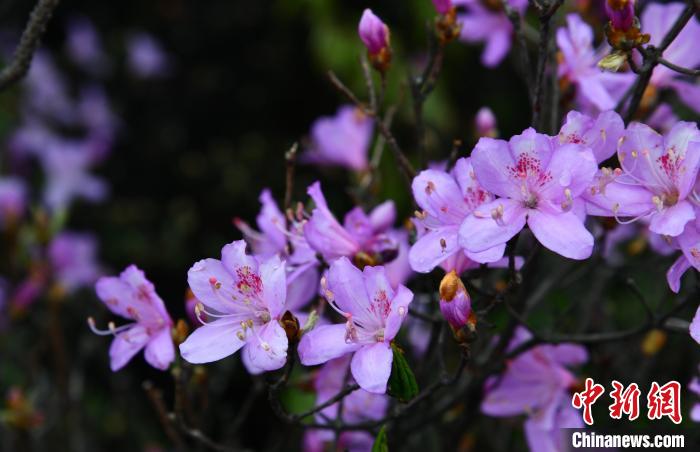 丁香杜鹃，别名满山红，落叶灌木，株高1米到4米；绚丽多姿，在花期绽放时给人热闹喧腾的感觉，很是喜庆。　陈鹏飞 摄