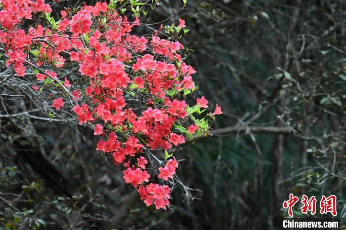杜鹃，别名映山红，花开正浓，宛若一条绵延在青山之间的红丝带。　陈鹏飞 摄