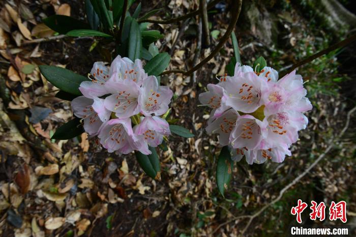 猴头杜鹃别名南华杜鹃，在天宝岩保护区内成片分布，总面积达106.7公顷。花具淡淡清香，令人心旷神怡。　廖金朋 摄