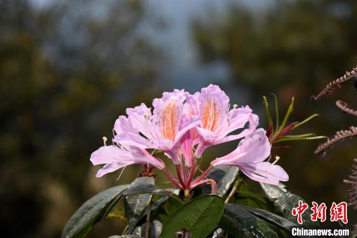 弯蒴杜鹃，生于海拔500米到1000米的林内，与鹿角杜鹃相似，但是花瓣较瘦弱，多一层幽柔之美。　林文俊 摄