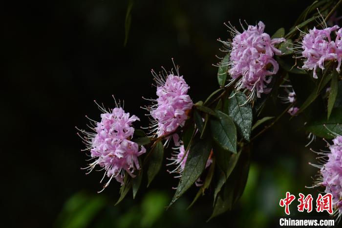 溪畔杜鹃，生于海拔750米到1200米的山谷密林中，花叶比例恰到好处，宛如山间的精灵，清透优雅。　廖金朋 摄