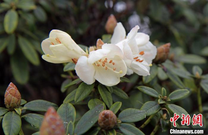南岭杜鹃，生于海拔1300米到1500的山地、林缘或灌丛，花色如雪似玉，晶莹剔透，让人心醉。　林文俊 摄