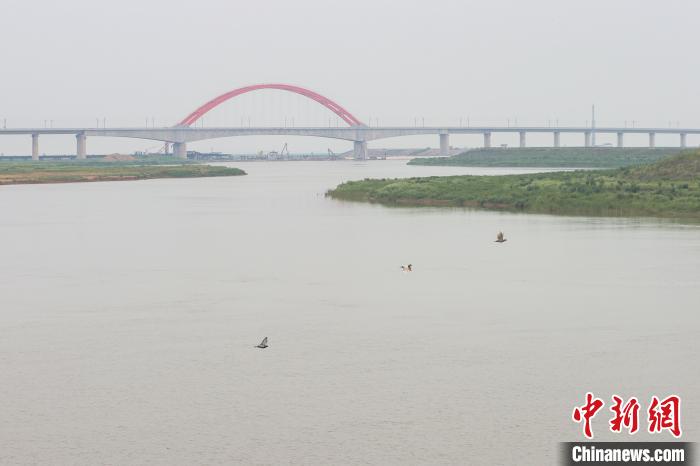 图为昌景黄高铁鄱阳湖特大桥跨信江东支180米连续梁拱桥，几只鸟儿从大桥前的信江水面上飞过。　刘力鑫 摄