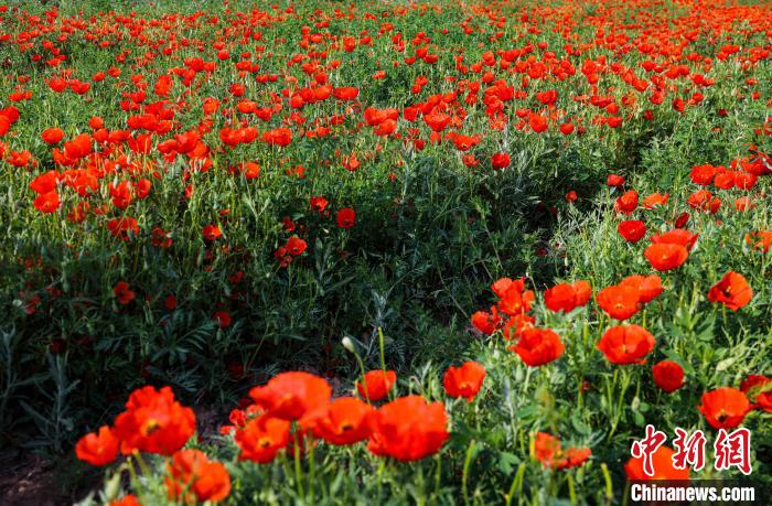 红花铺天盖地，向远处延伸，如红云连天。　李金维 摄