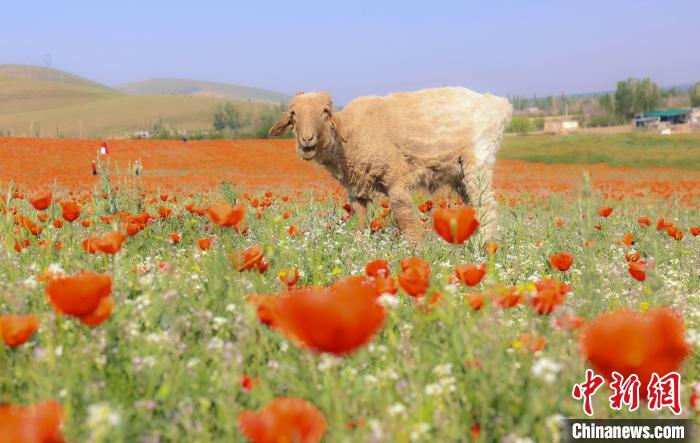 羊群也来“打卡”草原红花。　李金维 摄