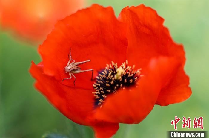 天山红花盛妆绽放艳压群芳。　董国梅 摄