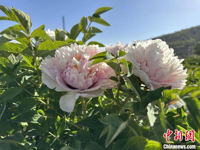 图为素有“陇上花都”之称的临洮县紫斑牡丹。　张婧 摄