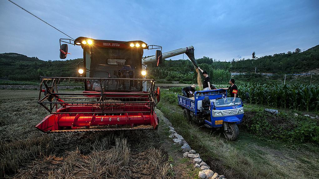 “烂场雨”对河南小麦产量影响多大？当地三夏抢收进展如何？
