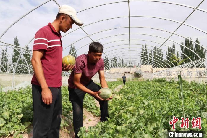 种植伽师瓜成为伽师县富民增收重要渠道。图为农户艾尼·买买提(左)采摘伽师瓜。　胡嘉琛 摄